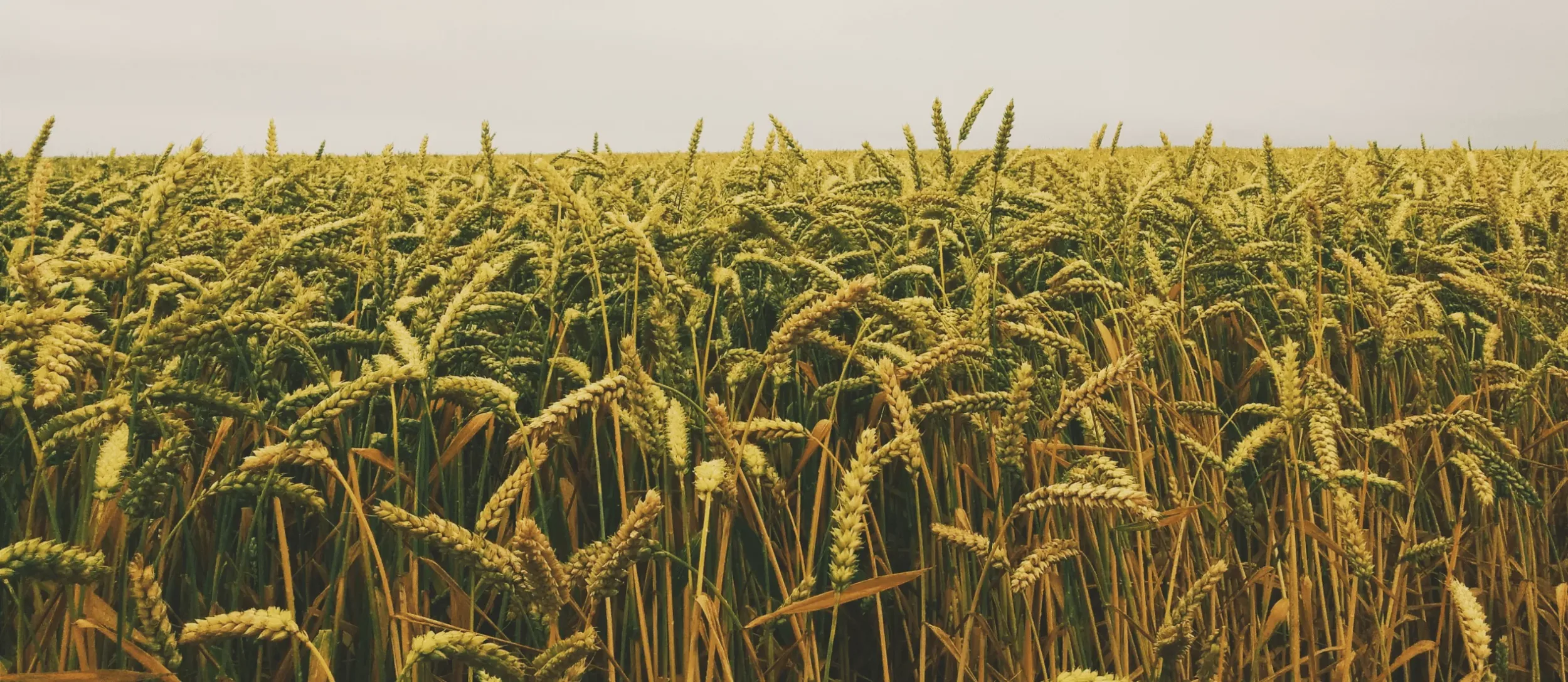 Agriculture